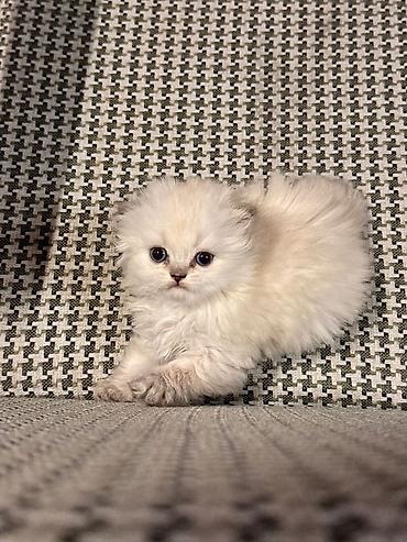 Pişiklər: Britan — 9