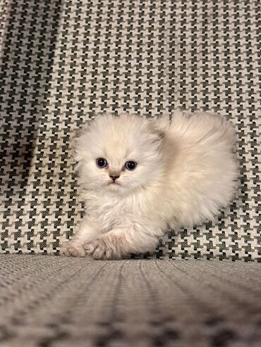 Pişiklər: Şotland yastı qulaq, Erkək, Dişi, Yaxşı əllərə, Ünvandan götürmə, Pulsuz çatdırılma, Ödənişli çatdırılma — 56