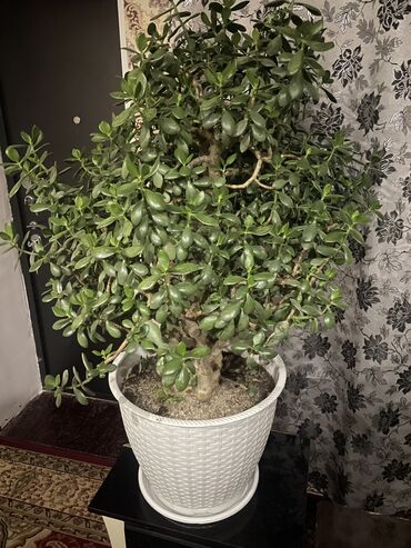 книжный шкав: Продам комнатные цветы 2000сом и 1000сом