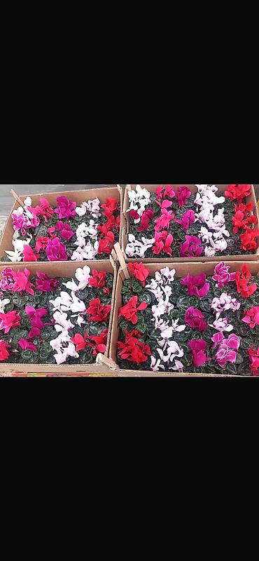 Каланхоэ: Комнатные цветы в горшках — готовые к украшению дома или офиса — 11