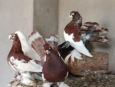 drakon goyercin: Lentli Statlar 
bala verən quşlardır
yalnız zəng və vatsapa yazin — 5