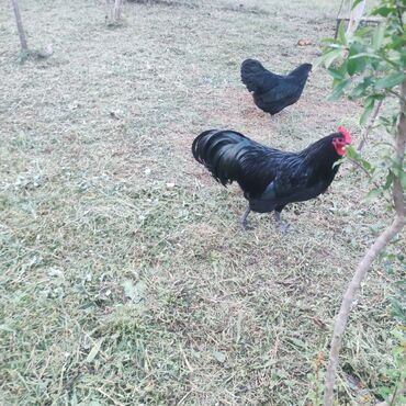 Грызуны: Saf qan orjinal. 1 cüt Avstralop toyuqu. toyuq yumurtlayır. ünvan;