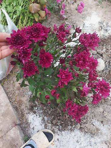 Другие виды семян и саженцев: Саженцы хризантем с пышной зеленой листвой, готовые к пересадке — 5