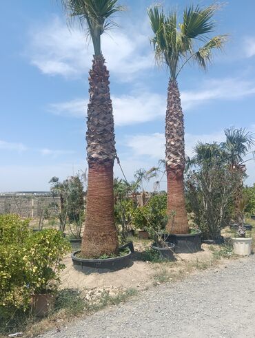 mal dili bitkisi: Palmalar satilir