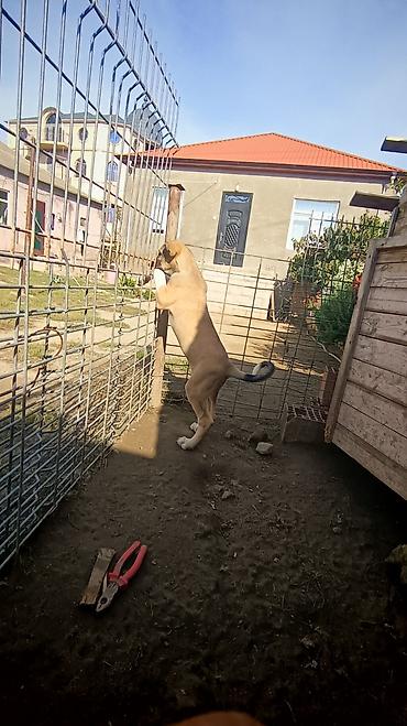 pomeranian satilir: 72 günlük volkadav balaları ata anası iri itlerdi atası 88 xolka temiz — 2