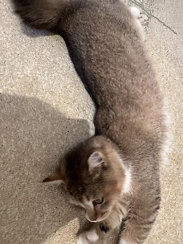 Pişiklər: Britan — 13