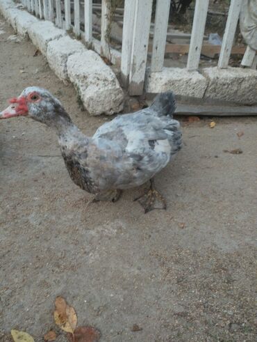 Ördəklər: Satılır yetişkin dişilər 18 manata yetişkin erkekler isə 30 manata tam — 8