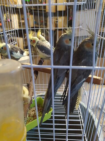 Tutuquşları: SALAM ENDİRİMLƏRƏ DAVAM. 💥🔥.HAZIR DANIŞAN QUŞLAR SATILIR!!!!!! Yaş — 29