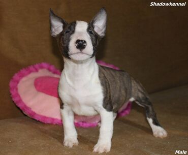 Psi: Stenci Mini Bull terijera, stari dva meseca, Pll, Lad, Lp clear na lalafo.rs — 8 Psi: Stenci Mini Bull terijera, stari dva meseca, Pll, Lad, Lp clear — 8