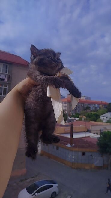 pişik cüt: Şinşilla, Erkək, Dişi, Yaxşı əllərə