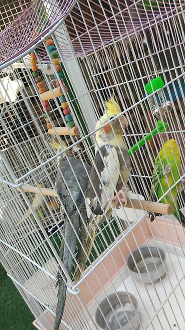 korella tutuquşu: Tutuqusu 15 korella 50-55Nymphalı və dalmatin rənglərdə cockatiel — 2