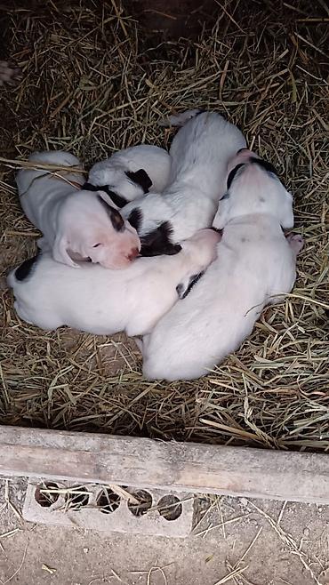 doberman satilir: Kurtxar, 1 ay, Erkək, Sənədli, Rayonlara çatdırılma — 2