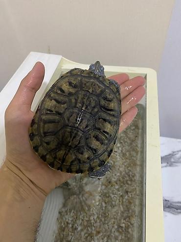 Akvariumlar: Dördbucaq akvarium, Balıqlarla birlikdə, 12 l, Ünvandan götürmə — 9
