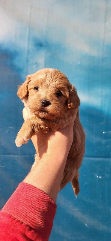 mini jorksirski terijer: Maltipoo stenci ostenjeni 28.08.2026. Majka mini maltezer a otac — 5