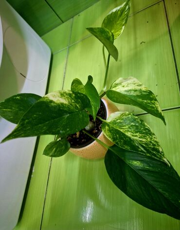 Sobne biljke: Zuto_zelena puzavica sobna biljka .Jako dekorativna.Moze da se stavi