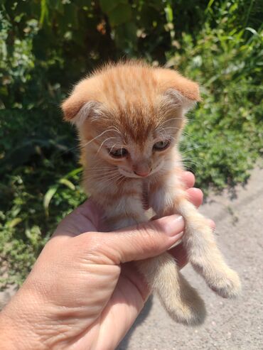 объявления о пропаже животных: Отдам котят