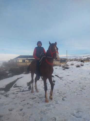 породистые лошади в кыргызстане: Продаю | Конь (самец) | Конный спорт | Племенные