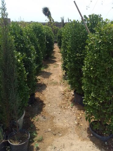 Şitillər: Bütün növ dekarativ ağacların və kol bitkiləri və meyvə ağacların -da lalafo.az — 5 Şitillər: Bütün növ dekarativ ağacların və kol bitkiləri və meyvə ağacların — 5