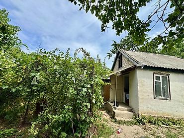 сливы пантеры коттедж: Продаю дачу в "Горное" от кок-джара (магистрали)15 км - Закрытая — 3