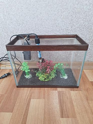 akvarium filter: Akvaryum seti - Şüşə akvaryum (10 litr), taxta rəngli çərçivə - — 1