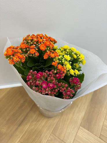 Женское счастье (Спатифиллум): Спатифиллум в напольном кашпо - Свежие, крупные кусты с плотной — 6