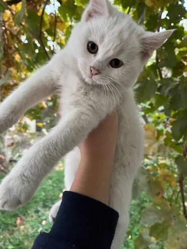 дом кошек: 3 месяца, Девочка, Белый, Приучена к лотку