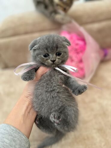 Pişiklər: Şotland yastı qulaq — 3