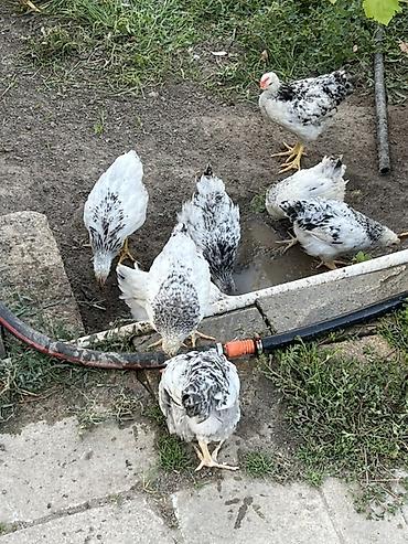 yumurtlayan toyuqlar satilir: Toyuq cücələri, Ətlik, Ünvandan götürmə — 3