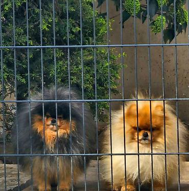 jeftini psi: Najlepsi Pomeranci Boo samo u Pom_Hash_Starsu, bebe najkrace njuskice — 3