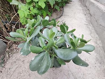 Денежное дерево: Толстянка — ваше живое денежное дерево! Прикоснитесь к природе и — 9