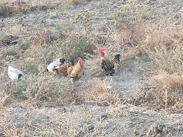 ev quşları haqqında qısa məlumat: Toyuq, Damazlıq — 3