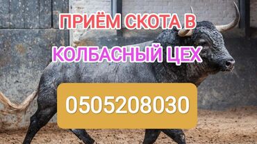 овцы баран: Сатып алам | Уйлар, букалар, Жылкылар, аттар | Күнү-түнү, Бардык шартта, Союлган