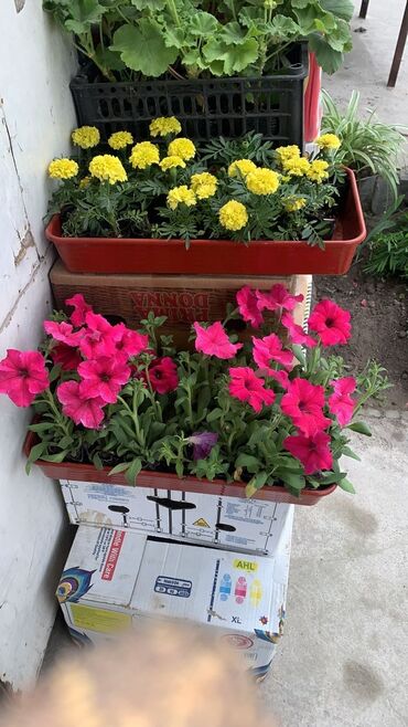 комнатные цветы в бишкеке: Открытый цветочный магазин по адресу село Сокулук ул Фрунзе 84 по