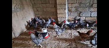 hind quşu satışı: TECİLİ!!! Temiz xorkov toyuq ve xoruzlar sürüyle satılır teki 25 AZN — 4