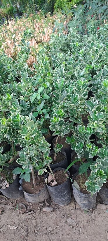 Tinglər: Həmişəyaşıl dekorativ kollar – qablarda - Növ: Euonymus japonicus — 24
