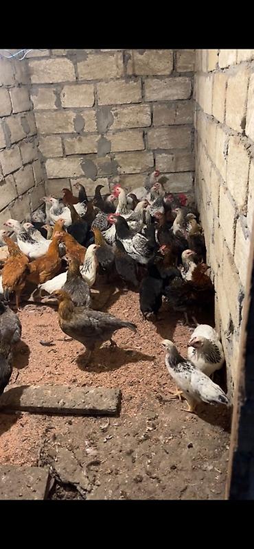 ördək balası və cücə: Məhsul: Yerli cins toyuqlar (qarışıq rəng və tiplər) Təsvir: - — 2