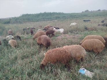 Qoyunlar, qoçlar: Erkək, Qala, il: 1, 27 kq, Ətlik, Ünvandan götürmə lalafo.az -da Qoyunlar, qoçlar: Erkək, Qala, il: 1, 27 kq, Ətlik, Ünvandan götürmə
