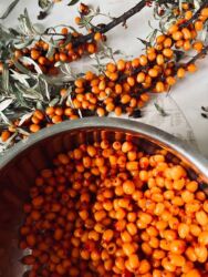 уголь в бишкеке с доставкой: Продаю ягоды и сок облепихи!!!Звоните,пишите ща счёт цен договоримся! at lalafo.kg уголь в бишкеке с доставкой: Продаю ягоды и сок облепихи!!!Звоните,пишите ща счёт цен договоримся!