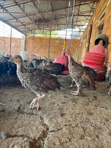 cücə yem qabı: Hinduşka cücələri, Damazlıq, Ünvandan götürmə