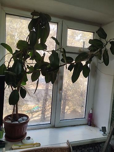 цветок дифенбахия: Фикус каучуконосный (Ficus elastica), крупный, в горшке. - Размер — 3