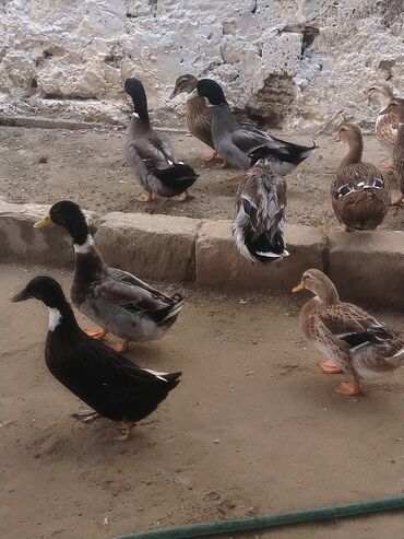 Ördəklər: Salam hamıya dalaşan yaşılbaş çöl. ördəyi satıram istəyən buyursun -da lalafo.az — 13 Ördəklər: Salam hamıya dalaşan yaşılbaş çöl. ördəyi satıram istəyən buyursun — 13