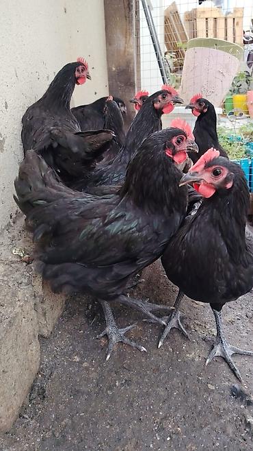 arı satisi: Toyuq, Australorp, Ətlik — 3