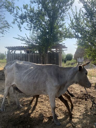 эшек жаныбар: Уй торпогу менен сатылат! 🐄🐄 📍Дарек: Чүй облусу, Петровка айылы 💰