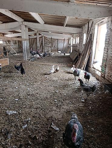 Продажа участков: 68 соток, Для сельского хозяйства, Красная книга — 3