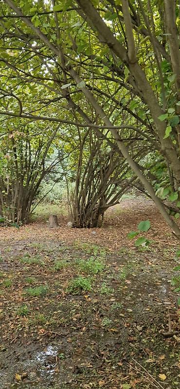 Torpaq sahələrinin satışı: 85 sot, Kənd təsərrüfatı, Mülkiyyətçi, Kupça (Çıxarış) — 2