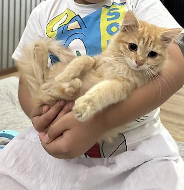 котята пушистые: Беспородная, 4 месяца, Мальчик, Рыжий — 2