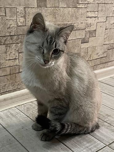 Мышыктар: Котик остался без хозяйки, в основном находится на улице! В прошлом он — 1
