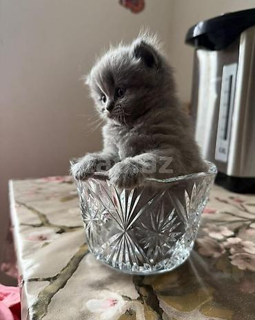 Pişiklər: Britan — 10