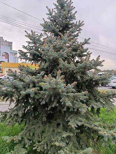 ёлка голубая: Ель колючая (Picea pungens), известная как «голубая ель». - Сортовая — 1