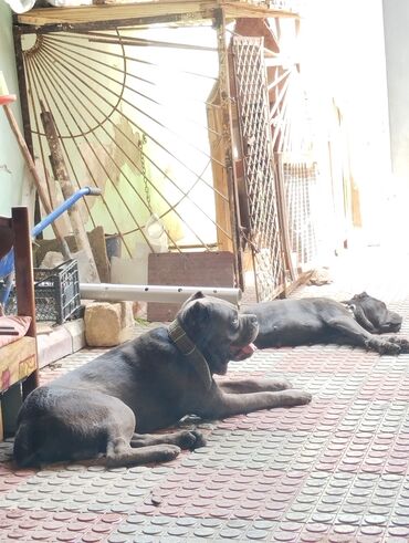 İtlər: Kane-Korso, 2 il, Erkek, Peyvəndli, Ünvandan götürmə — 14